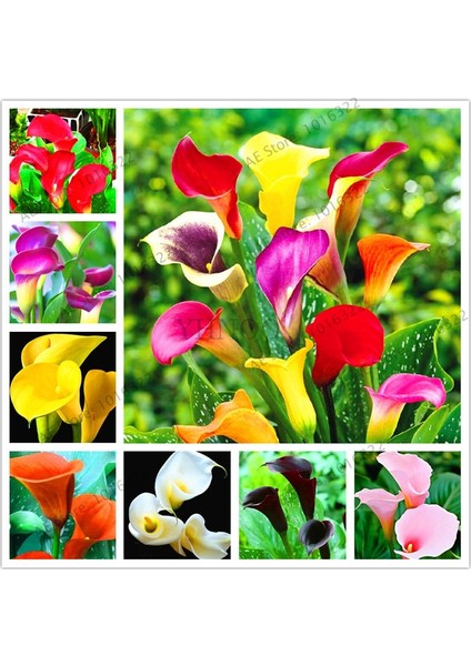 5 Tohum Calla Lily Çiçek Tohumu Afrika Çöl Çiçeği Calla Lily Çiçek