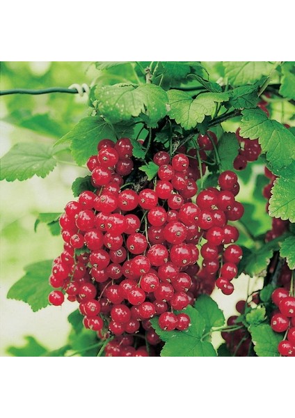 10 Tohum Kuş Üzümü Tohumu Ağacı Tohumu Kuş Üzümü Tohumu fiyatları