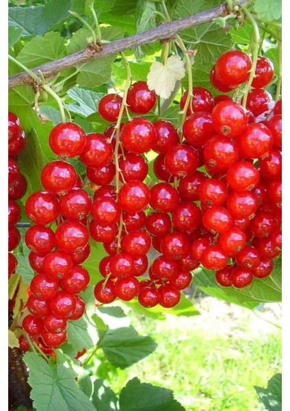 10 Tohum Kuş Üzümü Tohumu Ağacı Tohumu Kuş Üzümü Tohumu modelleri