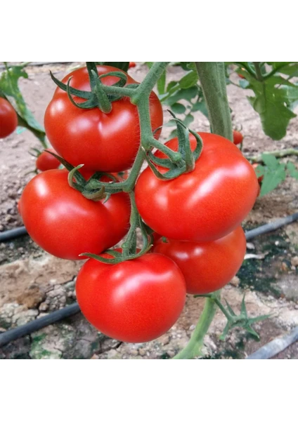 Ata Tohumculuk 10  Tohum Ithal Sırık Domates Tohumu Yeni Mahsül