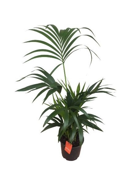 Armenbotanik Howea Forsteriana | Kentia Palmiyesi (Ithal)- Kentya - 120 cm