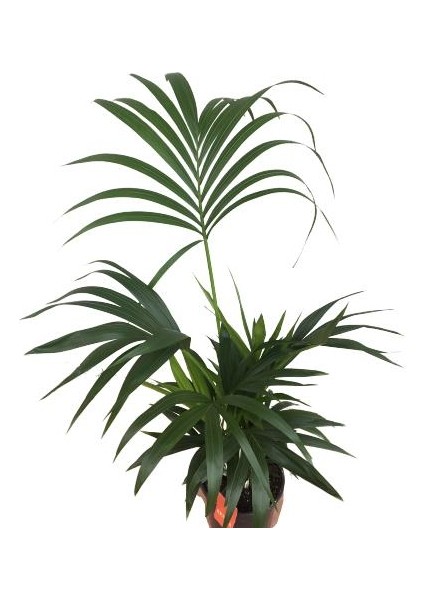 Armenbotanik Howea Forsteriana | Kentia Palmiyesi (Ithal)- Kentya - 120 cm fiyatları