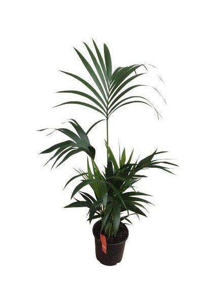 Armenbotanik Howea Forsteriana | Kentia Palmiyesi (Ithal)- Kentya - 120 cm modelleri
