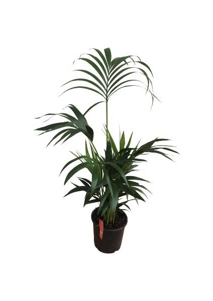 Armenbotanik Howea Forsteriana | Kentia Palmiyesi (Ithal)- Kentya - 120 cm fırsatları