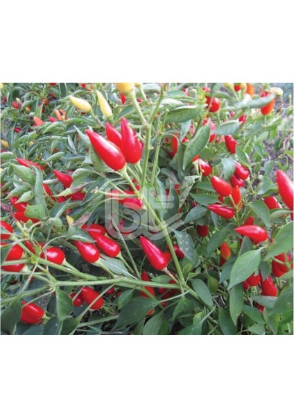 Biber Tohumu Burbiye (Süs Biberi Oval Acı) 25 gr 3000 fiyatları