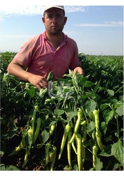 Biber Tohumu Yalova Çarliston (25 gr 3000 Tohum) fiyatları