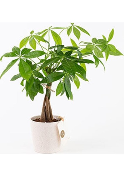 Para Ağacı Seramik Saksılı