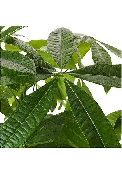 Para Ağacı Seramik Saksılı fiyatları