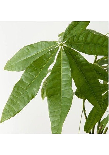 Para Ağacı Seramik Saksılı modelleri