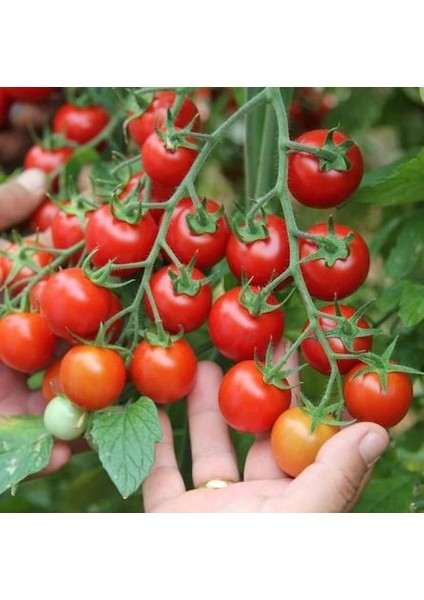 Nadir Saksılık Pinpon Domates Tohumu Ekim Seti 10 Tohum Saksı Toprak Kombin fırsatları