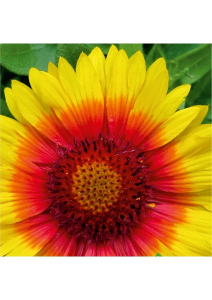 Ay Yıldız (Gaillardia) Çiçek Tohumu 50 Adet