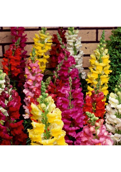 Aslanağzı (Antirrhinum  Majus) Çiçek Tohumu 100 Adet