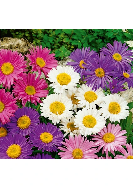 Aster (Aster L.) Çiçek Tohumu 50 Adet