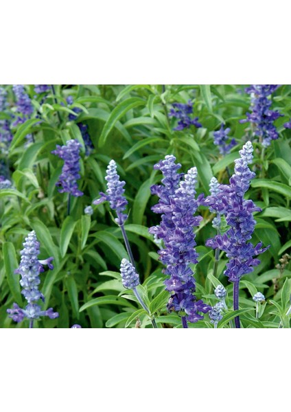 Adaçayı (Salvia Officinalis) Çiçek Tohumu 50 Adet