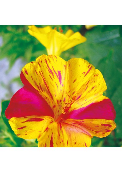 Akşam Sefası (Mirabilis Jalapa) Çiçek Tohumu 25 Adet