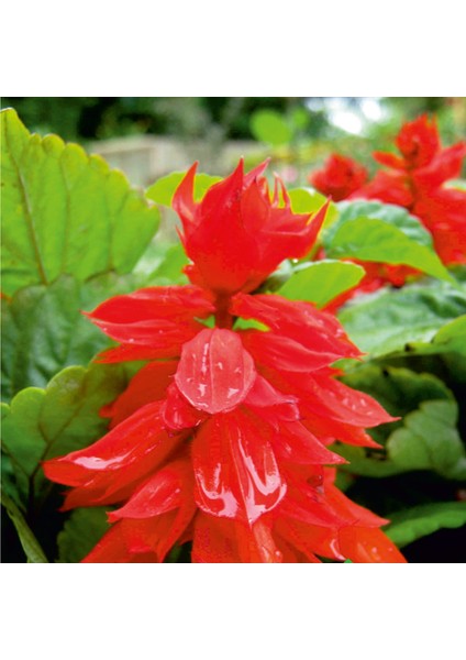 Ateş Çiçeği (Salvia Splendens) Çiçek Tohumu 30 Adet