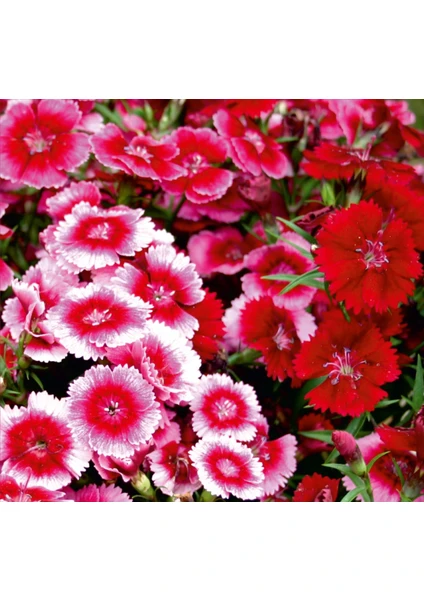 Çin Karanfili (Dianthus Chinensis) Çiçek Tohumu 100 Adet