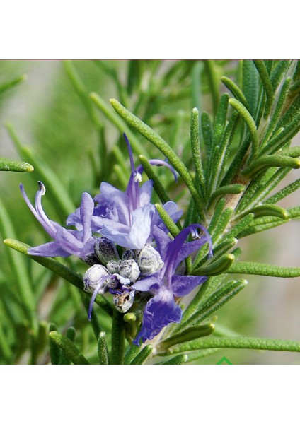 Biberiye (Rosmarinus Officinalis) Çiçek Tohumu 100 Adet