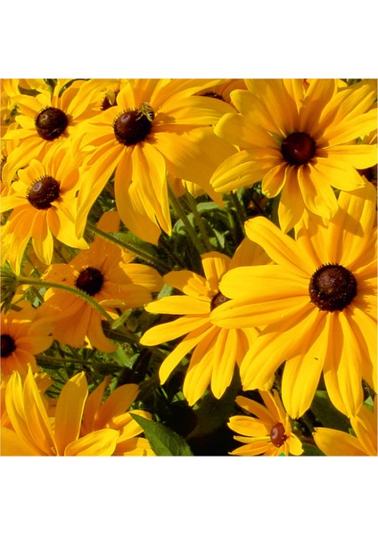 Afrika Papatyası (Rudbeckia) Çiçek Tohumu 100 Adet