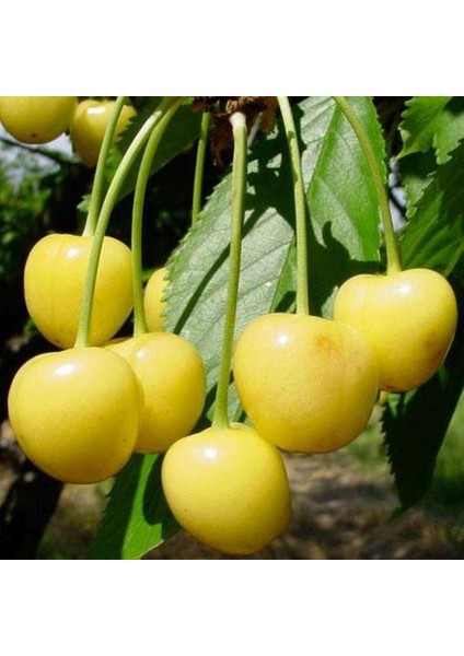 Murat Tohum Sarı Kiraz Ağacı Tohumu Ekim Seti Tohumu 5 Adet Tohum +Saksı+Toprak