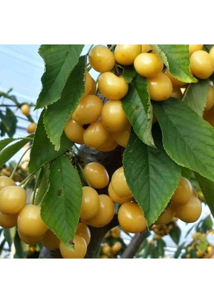 Murat Tohum Sarı Kiraz Ağacı Tohumu Ekim Seti Tohumu 5 Adet Tohum +Saksı+Toprak fiyatları