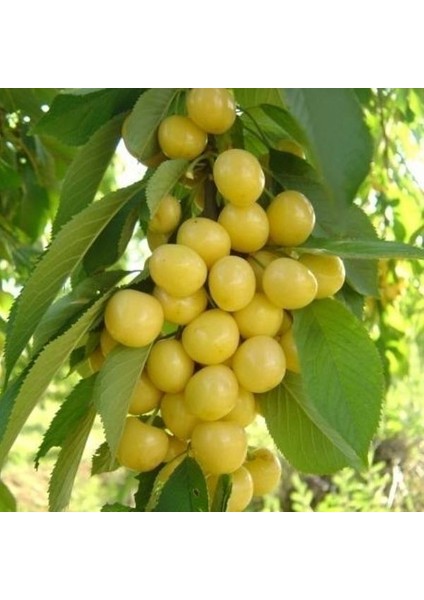 Murat Tohum Sarı Kiraz Ağacı Tohumu Ekim Seti Tohumu 5 Adet Tohum +Saksı+Toprak modelleri