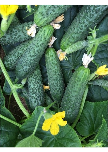 Yerli Kornişon Salatalık Tohumu 15 Adet Tohum