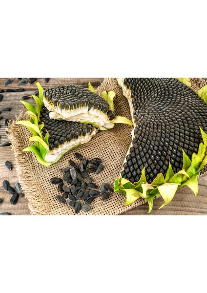 Ay Çekirdeği Çiğdem Güne Bakan Tohumu 15 Adet Çekirdek Tohumu