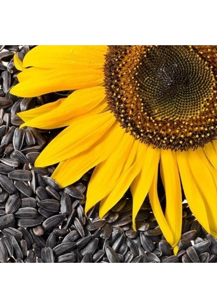 Ay Çekirdeği Çiğdem Güne Bakan Tohumu 15 Adet Çekirdek Tohumu fiyatları