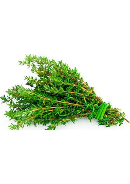 Kekik Tohumu Aromatik Dağ Kekiği Tohumu 25 Adet Tohum