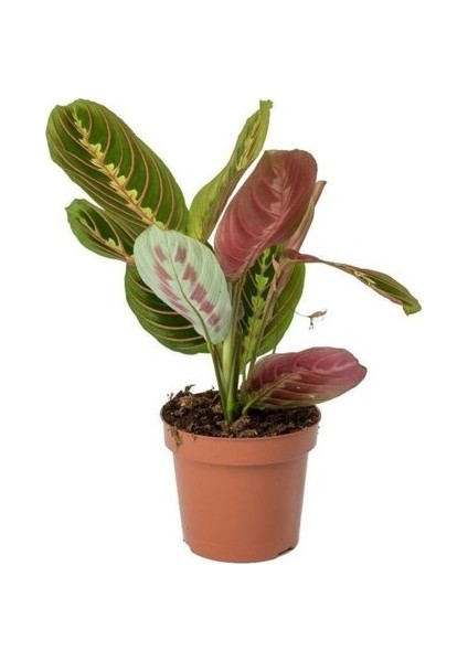 Maranta Tricolor Dua Çiçeği