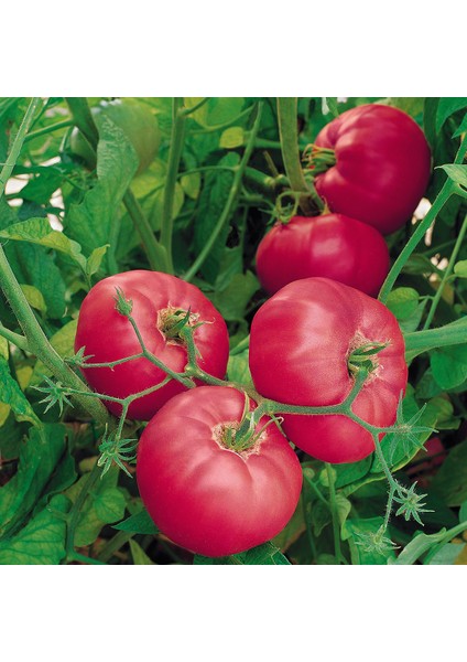 Domates Tohumu Pembe - 1g (~ 150 Tohum)