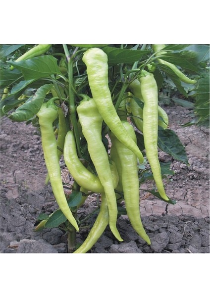 Biber Tohumu Yalova Çarliston 341 - 5 G (~ 400 Tohum)