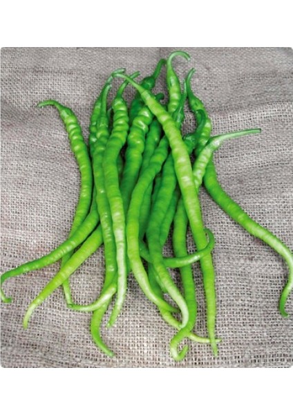 Biber Tohumu Kıl Acı Sivri - 5 G (~ 400 Tohum)