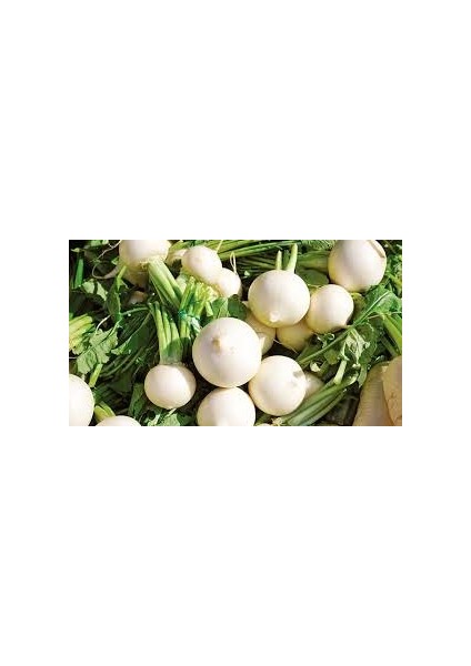 Turp Tohumu Toros Beyazı - 25 G. (~ 1500 Tohum)