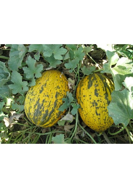 Kavun Tohumu Kırkağaç 637 /- 5 G (~ 70 Tohum)