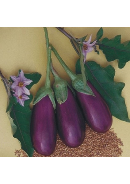 Patlıcan Tohumu Adana Dolmalık - 5 G (~ 650 Tohum)