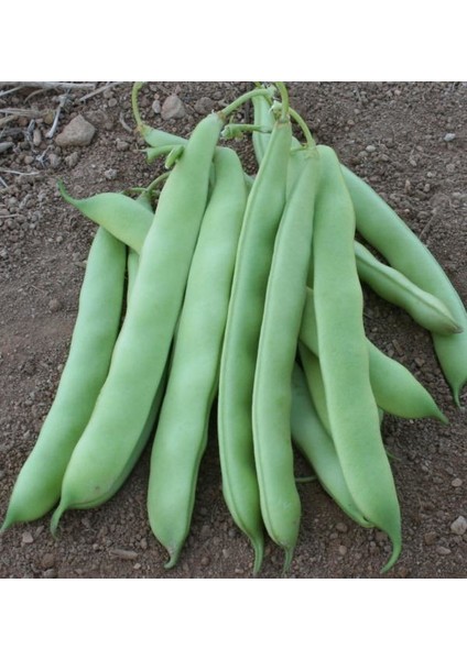 Fasulye Tohumu Gizem ( Oturak ) - 50 G (~ 150 Tohum)