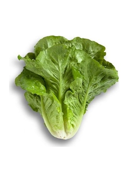 Marul Tohumu Yedikule 5701 - 5g (~ 2750 Tohum)