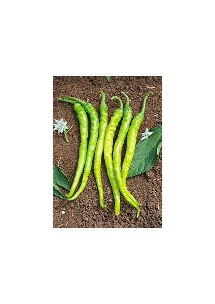 Biber Tohumu Ilıca 256 Acı Sivri 10 G. (~ 800 Tohum)