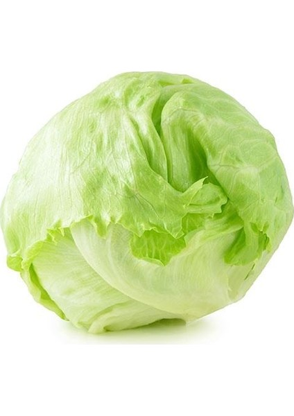 Marul Tohumu Iceberg - 5g. (~ 2750 Tohum)