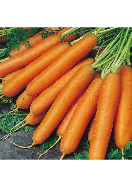 Havuç Tohumu Scarlet Nantes - 100G