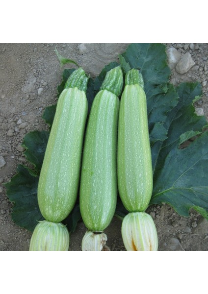 Kabak Tohumu Sakız Beyaz Dolmalık - 10 G (~ 35 Tohum)