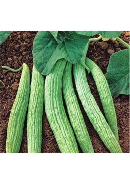 Acur Tohumu Kerem (Beyaz) - 10 G (~ 150 Tohum)