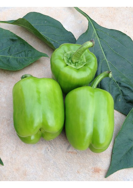 Biber Tohumu Kandil - 5 G (~ 400 Tohum)