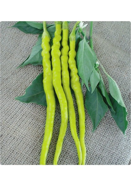 Biber Tohumu Yalova Çorbacı 12 - 5 G. (~ 800 Tohum)