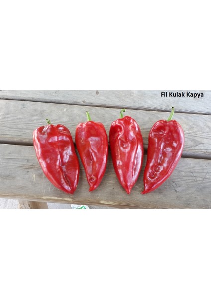 Biber Tohumu Yalova Yağlık 28 / - 5 G (~ 400 Tohum)