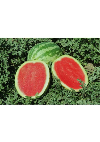 Karpuz Tohumu Crimson Sweet - 25G (~ 175 Tohum )