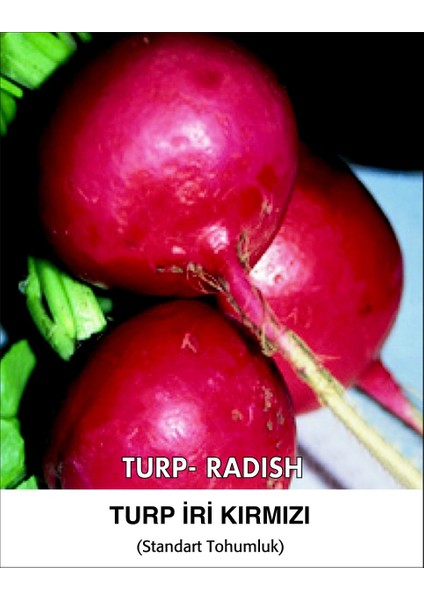 Turp Tohumu Toros Kırmızısı - 100G