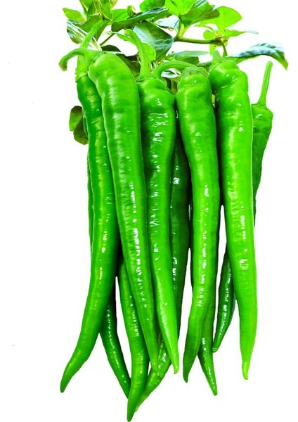 Biber Tohumu Sera Demre 8 - 25G (~ 2000 Tohum)